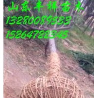 十五公分國(guó)槐價(jià)格