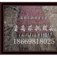 青島樂楓園林 主銷售 美國紅楓園藝品種秋火焰