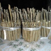 供毛白楊炮捻/一條鞭 千頭椿１０７苗國槐法桐白蠟速生柳等