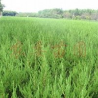 供應(yīng) 龍柏衛(wèi)矛木槿、扶芳藤、金葉女貞、大葉黃楊、小葉黃楊