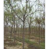 供法桐 國(guó)槐 白蠟 欒樹 馬褂木 七葉樹