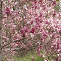 供應(yīng)各種花木、苗木國(guó)槐,青桐,櫻花