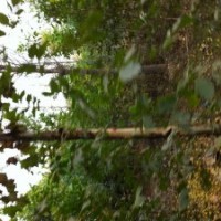 苗木之鄉(xiāng)常年供法桐 欒樹馬褂木