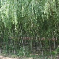 供應(yīng)垂柳，垂柳苗 ，垂柳價(jià)格，垂柳樹