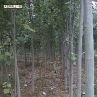 本基地超低價(jià)出售速生楊、國槐、白蠟