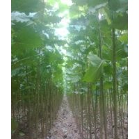 低價出售107速生楊樹苗量大價格從優(yōu)