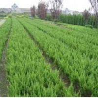 供應：小龍柏，金葉女貞，紅葉小檗，蜀檜，紅葉石楠苗，等苗木。