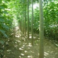 低價供應(yīng)一年生速生楊樹苗