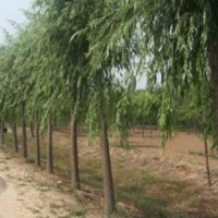 綠化苗木花卉公司（簡(jiǎn)稱“綠化苗木”）成立于2009年，位于河北省