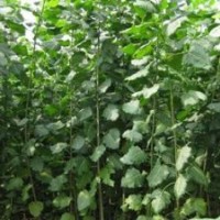 低價出售大量一年生速生楊樹苗