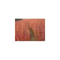 春季低價(jià)出售自家苗有播種苗及扦插苗 和工程苗 紫丁香.紅丁香