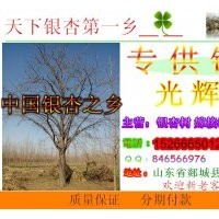 低價大量供應銀杏樹