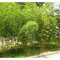 望都塔檜種植基地