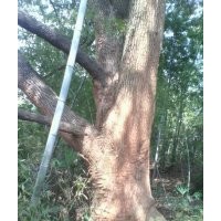 供應(yīng)野生大規(guī)格樟樹(shù)