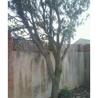 供應(yīng)枇杷樹，咸寧大規(guī)格枇杷樹銷售