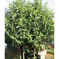 供應(yīng)深山含笑、黃楊、紅綠梅、十大功勞