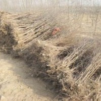 棗樹(shù)苗熱購(gòu)中