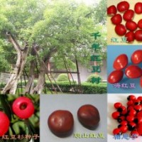 供應(yīng)紅豆樹(shù)