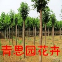 綠化工程苗木 白蠟樹苗 羅根頂桿5-20公分白蠟