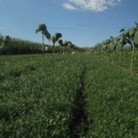 供應(yīng)沙棘苗 山杏苗 擰條苗 五角楓苗