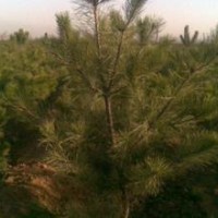 供應(yīng)造林綠化類(lèi)苗木油松