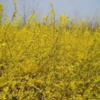 特供連翹.迎春.薔薇.龍柏.月季.火棘.劍麻.金絲桃