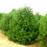 1.5米黑松，黑松基地，黑松苗木