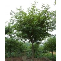 供應(yīng)瀘州黃葛樹，黃葛樹圖片