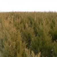 蜀檜、白蠟、金葉復葉槭、北美海棠、紅寶石海棠