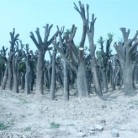 大國(guó)槐 數(shù)量多