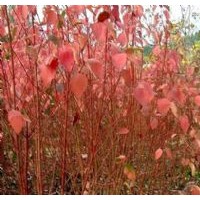 供應(yīng)廊坊紅瑞木 紅寶石 千屈菜 天目瓊花