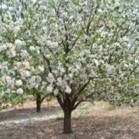 【低價(jià)】出售各種規(guī)格八棱海棠樹