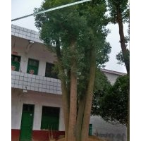 香樟樹+湖南香樟+香樟價(jià)格