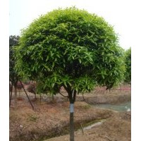 丹桂|八月桂|湖南桂花品種