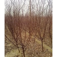 北京那里有出售櫻花的 那里有紫丁香出售