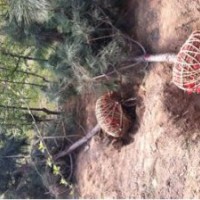 供應(yīng)各規(guī)格國槐、油松、北欒等綠化苗木