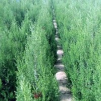 40至2.2米河南檜柏,紅花木槿,金絲垂柳