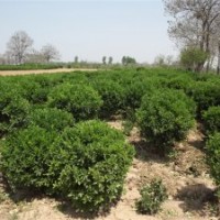 供黃楊苗球大葉女貞白蠟欒樹(shù)合歡碧桃雪松