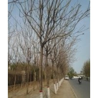 大規(guī)格紅葉椿