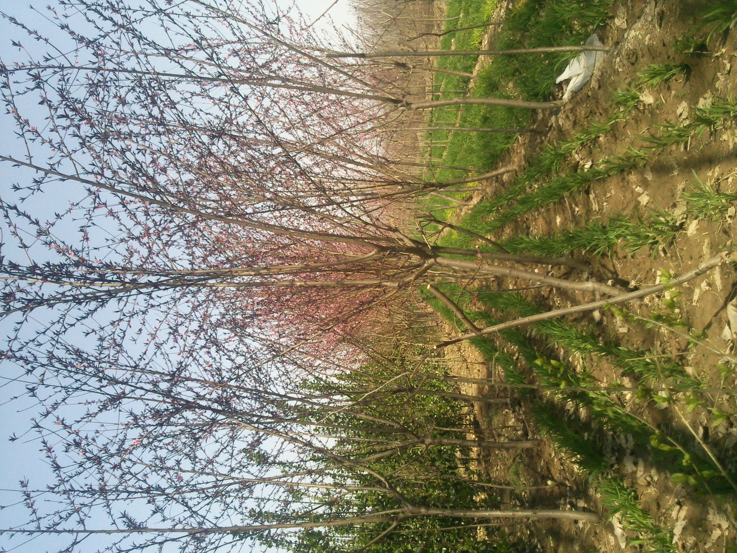 山東碧桃價(jià)格 山東紅葉碧桃基地