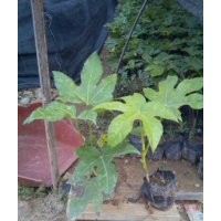 八角金盤(pán) 八角金盤(pán)價(jià)格 福建八角金盤(pán)