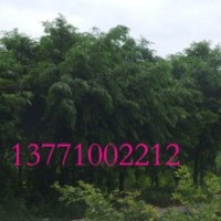 紅豆杉價(jià)格