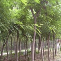 江西國(guó)槐 國(guó)槐價(jià)格 國(guó)槐基地