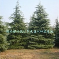 綠化用樹 工程樹 雪松 批發(fā)雪松大樹 自產(chǎn)自銷