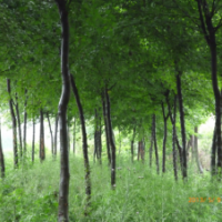 出售苗木 楓楊 馬尾松