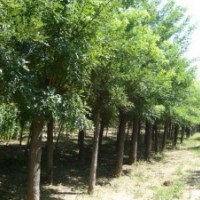 常青苗木基地供應(yīng)各種規(guī)格國槐