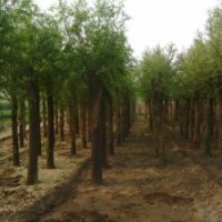 供應(yīng)柳樹 香花槐 法桐  香花槐