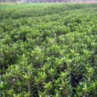 供應(yīng)冬青