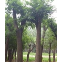 濟南國槐價格；國槐報價