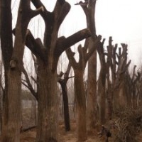 10公分國槐,25公分國槐,50公分國槐